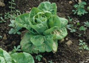 Les feuilles basses de cette sucrine, salade particulièrement sensible, sont parsemées de taches angulaires et nécrotiques. <b><i>Septoria lactucae</i></b> (septoriose, "<i>Septoria</i> leaf spot")