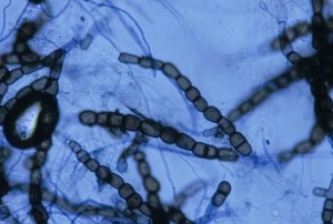 En plus de conidies pluricellulaires, <b><i>Mycocentrospora acerina</i></b> ("<i>mycocentrospora</i> leaf spot") produit des groupes de cellules (17-30 µm) enflées et brunes (des "chlamydospores") qui contribuent à sa conservation.