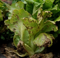 De nombreuses taches se sont développées et ont conflué sur les feuilles basses de cette salade. Ces dernières se sont plus ou moins nécrosées localement. <b><i>Cercospora longissima</i></b> (cercosporiose, <i>cercospora</i> leaf spot)
