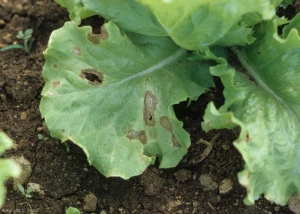 Les taches finissent par confluer. Les tissus de certaines d'entre-elles se déchirent. <b><i>Cercospora longissima</i></b> (cercosporiose, <i>cercospora</i> leaf spot)