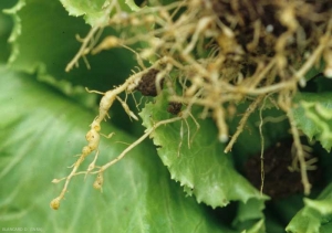 Lorsque le taux d'inoculum du sol est important, on peut voir se constituer de véritables chapelets de galles et de renflements, tout au long des racines. <b><i>Meloidogyne</i> sp.</b> (root-knot nematodes)