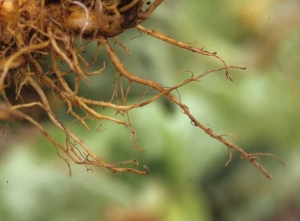 Les racines  sont souvent dépourvues de radicelles ; le cortex peut être entièrement dégradé. <b><i>Pratylenchus penetrans</i></b> ("lesion nematodes")