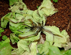 Salade totalement effondrée :  plusieurs feuilles sont flétries voire desséchées, et leur nervure principale a noirci. <b><i>Pectobacterium carotovorum</i> subsp. <i>carotovorum</i></b> ("bacterial soft rot")
