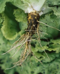 Le pivot peut être hypertrophié, fortement subérisé et parfois zébré de larges stries liégeuses. <i><b>Sphingomonas suberifaciens</i></b> ("corky root")