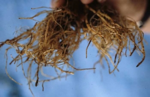 Des altérations brunes, plus ou moins étendues, ceinturent plusieurs racines de cette laitue. <b><i>Pyrenochaeta lycopersici</i></b> ("fungal corky root")