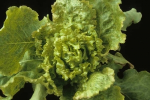 De nombreuses feuilles du coeur de cette laitue sont fortement cloquées, gaufrées... <b>Virus de la mosaïque de la laitue</b> (<i>Lettuce mosaic virus</i>, LMV)