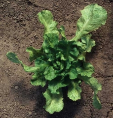 La croissance des jeunes feuilles de cette salade est réduite ; cela confère à la plante un aspect particulier. <b>Virus de la mosaïque du navet</b> (<i>Turnip mosaic virus</i>, TuMV)