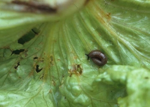 L'observation attentive des plantes ou de leur environnement immédiat permet de déceler la ou les limaces coupables.
<b>Dégâts de limaces</b>