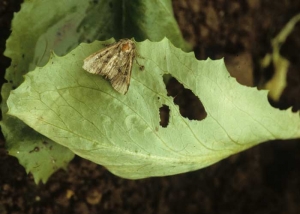 Le limbe de quelques feuilles de cette laitue est perforé et parfois découpé en bordure. <b>Dégâts de noctuelles</b>