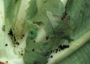 La coupable, en l'occurrence une chenille verte de noctuelle, n'est pas très loin. On remarque par ailleurs la présence de déjections noires. <b>Dégâts de noctuelles</b>