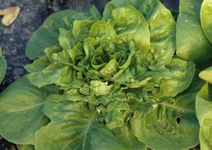 De nombreuses feuilles de cette laitue ont été rongées par un <b>lapin</b>.