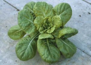 La souche de type <b>LMV 1</b> contourne la résistance et induit un éclaircissement des nervures et une mosaïque jaune des feuilles du coeur. <b>Virus de la mosaïque de la laitue</b> (<i>Lettuce mosaic virus</i>, LMV)