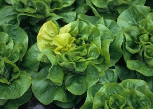 La plante malade présente quelques feuilles jaunes localement dépourvues de pigments chlorophylliens. <b>Anomalie génétique (Panachure)</b>