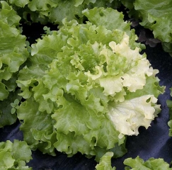 Quelques feuilles situées sur un coté de cette salade sont entièrement décolorées. <b>Anomalie génétique (Panachure)</b>