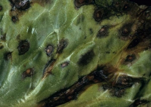 Sur cette feuille de salade, les taches brun foncé provoquées par <b><i>Alternaria cichorii</i></b> (alternariose, <i>Alternaria</i> leaf spot), s'éclaircissent par le centre.