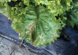 Ces taches nécrotiques brunes, confluentes par endroits, se sont manifestées sur cette feuille de salade à la suite d'un traitement avec un herbicide visant à détruire des adventices poussant entre les rangs. <b>Phytotoxicité</b>