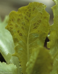 Des embruns d'un herbicide sont tombés plus ou moins régulièrement sur cette jeune salade. Plusieurs altérations irrégulières, brunes et internervaires, apparaissent progressivement sur l'une de ses feuilles. <b>Phytotoxicité</b>