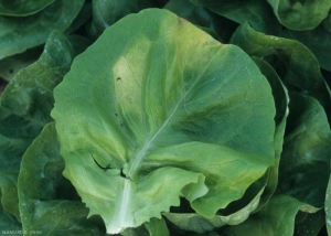 Les taches jaunes sont plus visibles à la face supérieure du limbe. Elles peuvent être situées dans le limbe ou à sa périphérie. <b><i>Bremia lactucae</i></b> (mildiou de la salade, downy mildew)