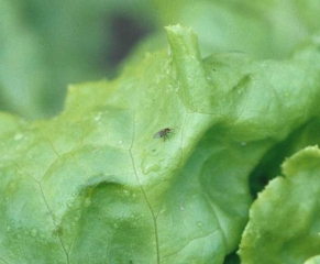 On peut observer sur cette feuille de salade une <b>mouche mineuse</b> responsable des altérations punctiformes.
