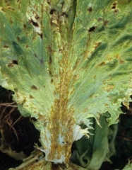 <b><i>Microdochium panattonianum</i></b> (anthracnose, "shot-hole") est particulièrement agressif sur les nervures des salades. Plusieurs lésions chancreuses, allongées et concaves, l'illustrent bien sur cette feuille de laitue.