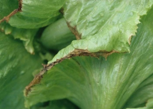 La <b>nécrose marginale</b> peut aboutir à la formation de larges franges de tissus nécrotiques en bordure du limbe ; celles-ci se dessècheront si les conditions climatiques le permettent.