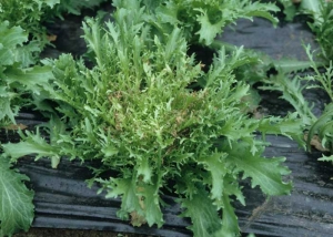 Il existe des différences de sensibilité entre types de salade. Les variétés aux feuilles fines et très découpées sont particulièrement sensibles. <b>Nécrose marginale</b>