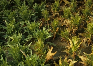 Plusieurs feuilles entièrement desséchées matérialisent les effets d'un mélange de pesticides plutôt mal supporté par l'une des 2 variétés de laitue feuille de chêne cultivées (située à droite). <b>Phytotoxicité</b>
