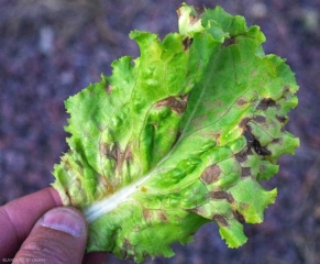 Les taches, délimitées par les nervures et de couleur brune, sont ceinturées par un halo chlorotique. <b><i>Septoria lactucae</i></b> (septoriose, <i>Septoria</i> leaf spot)