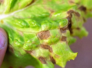 Une observation attentive du limbe permet de distinguer de minuscules structures noires, incrustées dans les tissus : ce sont les pycnides du champignon parasite. <b><i>Septoria lactucae</i></b> (septoriose, "<i>Septoria</i> leaf spot") 