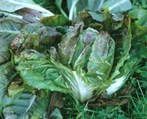 <b><i>Alternaria cichorii </i></b>est associé à des taches foliaires brunes sur salade, ici plus spécifiquement sur scarole. (alternaniose, <i>Alternaria</i> leaf spot)