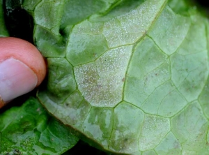<b><i>Bremia lactucae</i></b> visible sur la face inférieure de cette feuille de salade. (mildiou, downy mildew) 