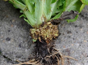 Prolifération de racines au collet d'une salade liée à une phytotoxicité par un herbicide. (chemical injuries)