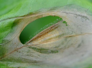 Sur cette tache parchenimée, on distingue bien les conidiophores et les conidies constituant la moisissure grise de <i><b>Botrytis cinerea</b></i> (pourriture grise, grey mold) 