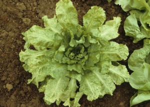 La croissance de cette plante plus âgée est également perturbée ; on note une mosaïque jaune très marquée. <b>Virus de la mosaïque du navet</b> (<i>Turnip mosaic virus</i>, TuMV).