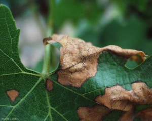 Des pycnides de la forme imparfaite de <b><i>Guignardia bidwellii </i></b> parsèment les lésions nécrotiques présentes sur cette feuille. 