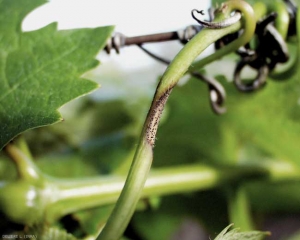 Cette vrille atteinte par <b><i>Guignardia bidwellii </i></b> présente une lésion brune sur laquelle se sont développées des pycnides. 