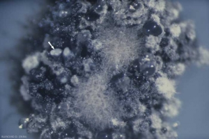 Les pycniospores émises par les pycnides de la forme imparfaite de <b><i>Guignardia bidwellii</i></b>, sont enrobées dans un cirrhe, cordon mucilagineux.
