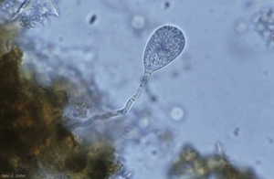 Au printemps, les oospores de <i>Plasmopara viticola </i>germent, forment un tube germinatif terminé par une macroconidie piriforme (28x36 µm) ; cette dernière produira de 30 à 50 zoospores. <b>Mildiou de la vigne</b>