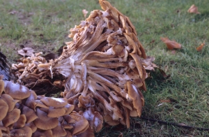 <i><b>Armillaria mellea</b></i> : des touffes de carpophores apparaissent au pied des vignes mortes. (pourridié)