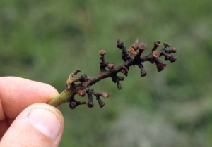 Cette rafle ayant été attaquée par <i><b>Aureobasidium pullulans</b></i> présente un brunissement caractéristique. 