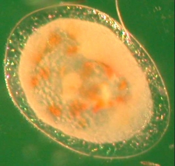 <b><i>Eupoecilia ambiguella</i></b> : oeufs  âgés de 3-4 jours.
L'&oelig;uf de Cochylis présente une ponctuation orange caractéristique.