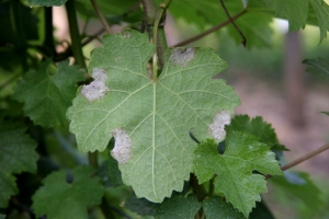 <b><i>Plasmopara viticola</i></b> : face inférieure d'une feuille atteinte par le mildiou de la vigne.