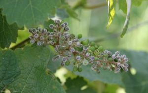 Les fructifications de <b><i>Plasmopara viticola</i></b> sur cette grappe sont à l'origine du symptôme  '<b>rot gris</b>'. (mildiou)