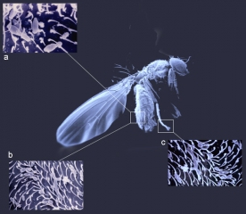 Différents microorganismes impliqués dans la  <b><i>pourriture acide</i></b> sont retrouvés sur le corps des drosophiles, par exemples :
a) <i><b>Kloeckera apiculata</b></i> dans les soies epicuticulaires ;
b) <b><i>Gluconobater</i> sp.</b> dans des poils de l'abdomen ;
c) <b><i>Pichia membranifaciens</i></b> sur les pattes...
Ces insectes assurent leur vection.