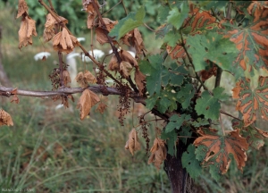 Plusieurs rameaux de cette souche ont flétri brusquement et se sont desséchés entièrement. (<b>forme sévère de l'esca</b>) 