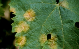 Les tâches foliaires provoquées par <i><b>Plasmopara viticola</b></i> jaunissent puis deviennent nécrotique lorsque la maladie évolue.
Mildiou de la vigne