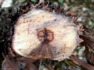 Un altro aspetto della necrosi settoriale nel legno causata da <b> <i> Eutypa lata </i> </b> (eutypia)