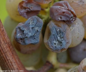 Evoluzione di un attacco di <b> Muffa nobile </b> su vitigno Sauvignon.  Bacche allo stadio "pieno marcio".  <i> Botrytis cinerea </i>