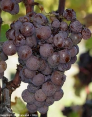 Evoluzione di un attacco di <b> Marciume nobile </b> su vitigno Semillon.  Grappolo allo stadio "pieno marcio".  <i> Botrytis cinerea </i>