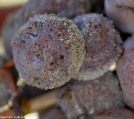 Evoluzione di un attacco di <b> Marciume nobile </b> su vitigno Semillon. Grappolo allo stadio 'pieno marcio', bacca sporulata. <i> Botrytis cinerea </i> 